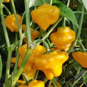 Jamaican Yellow