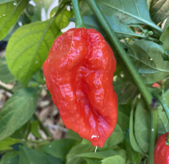 7 Pot Lucy