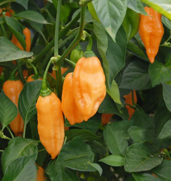Apricot Habanero