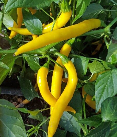 Golden Cayenne