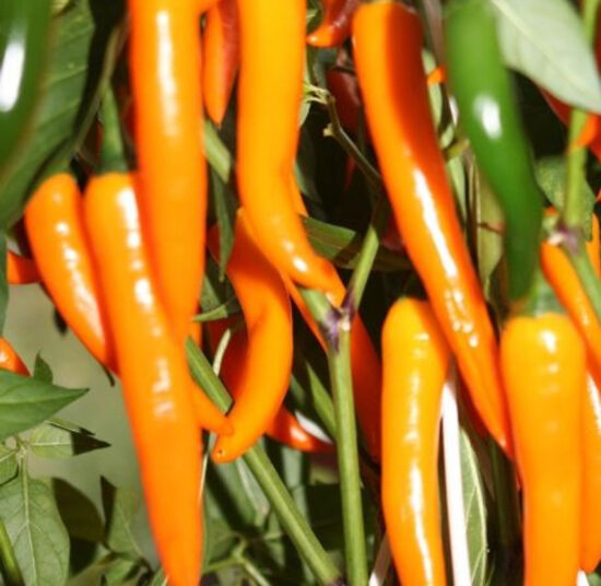 Orange Cayenne
