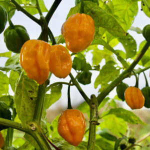 Orange Habanero