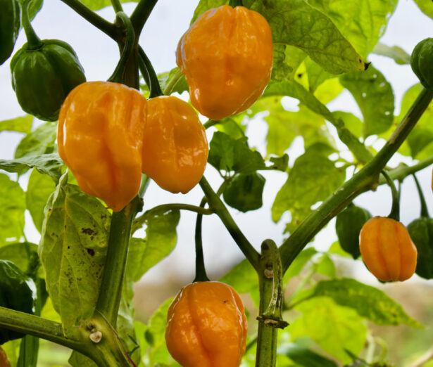 Habanero,Chili,Peppers,Growing,On,The,Plant