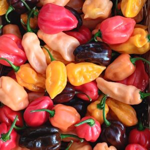 Hot/Very Hot Mixed Chillies Box