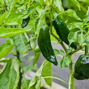 Poblano
