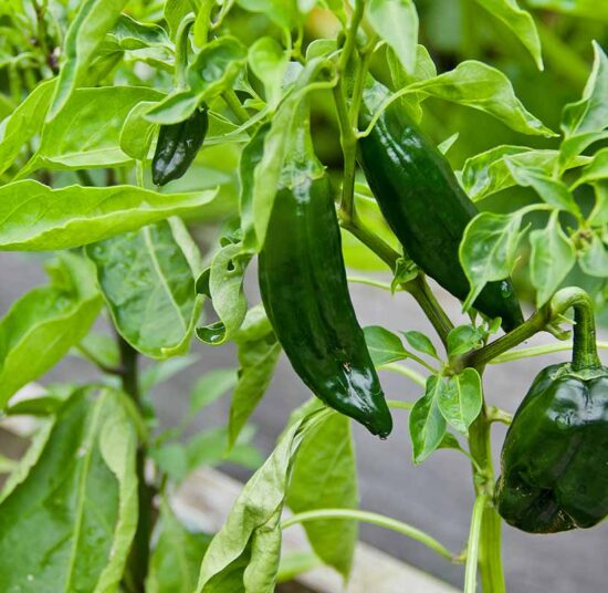 Poblano