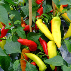 Hungarian Hot Wax