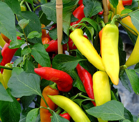 Fresh Hungarian Hot Wax chillies – perfect for mild to medium chilli recipe ideas