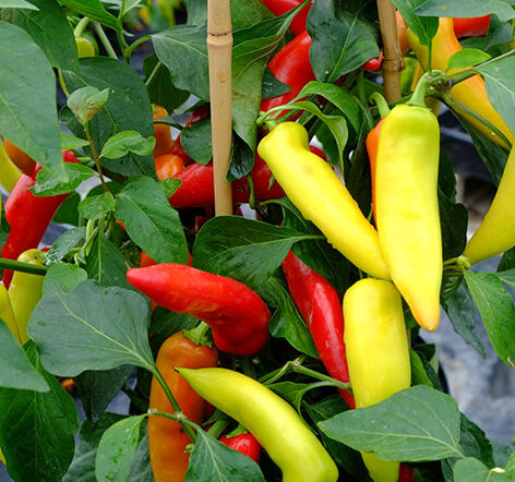 Fresh Hungarian Hot Wax chillies – perfect for mild to medium chilli recipe ideas