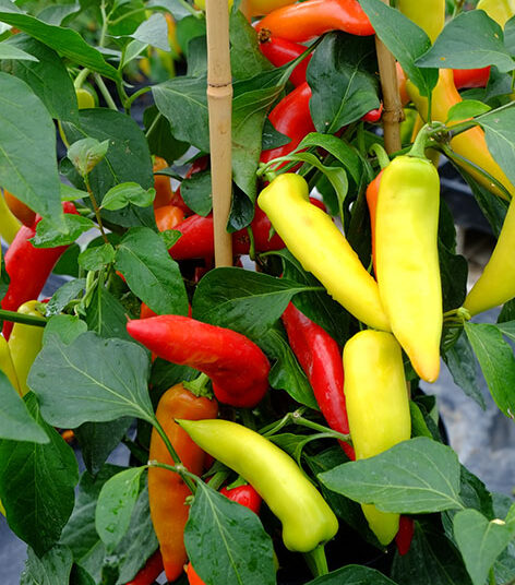 Hungarian Hot Wax