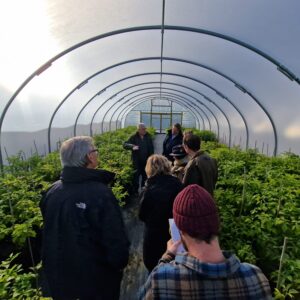 Guided tour inside Cornish Chillies polytunnel with lush chilli plants and visitors observing cultivation techniques.