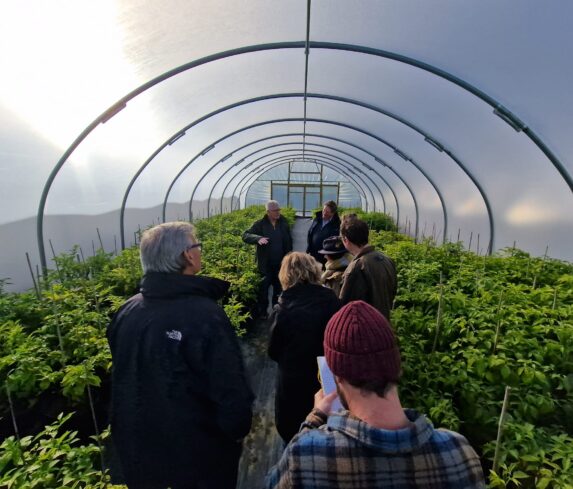 Guided tour inside Cornish Chillies polytunnel with lush chilli plants and visitors observing cultivation techniques.