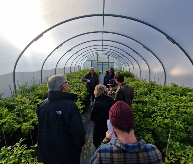 Guided tour inside Cornish Chillies polytunnel with lush chilli plants and visitors observing cultivation techniques.