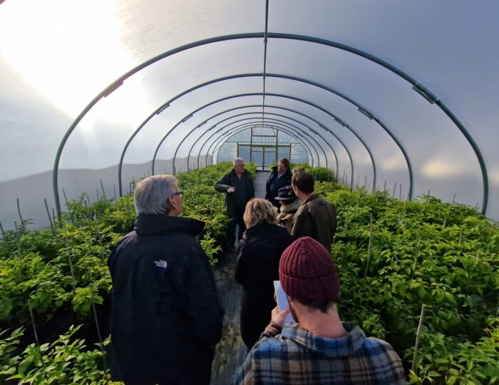 Guided tour inside Cornish Chillies polytunnel with lush chilli plants and visitors observing cultivation techniques.