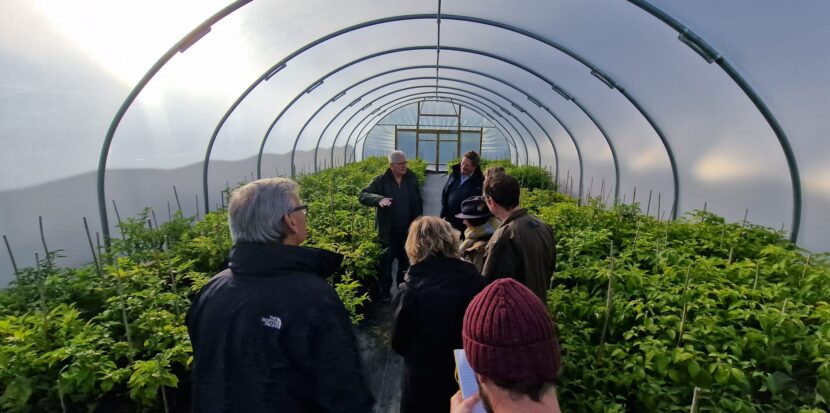 Guided tour inside Cornish Chillies polytunnel with lush chilli plants and visitors observing cultivation techniques.