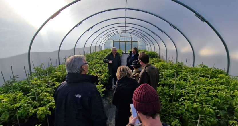 Guided tour inside Cornish Chillies polytunnel with lush chilli plants and visitors observing cultivation techniques.