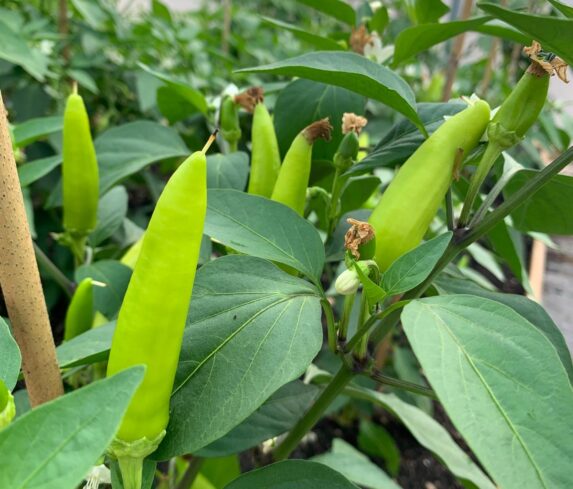 A close-up of fresh green chiles growing in a polytunnel at Cornish chiles.