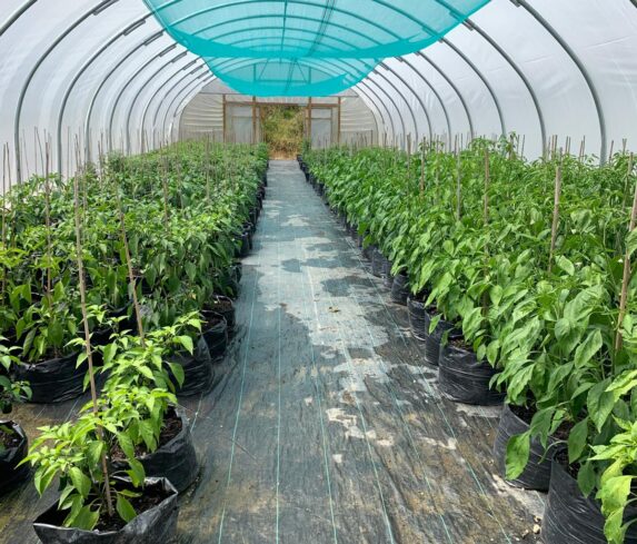 Chilli plants growing in rows inside a polytunnel at Cornish Chillies farm.