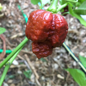 Chocolate Naga Brain