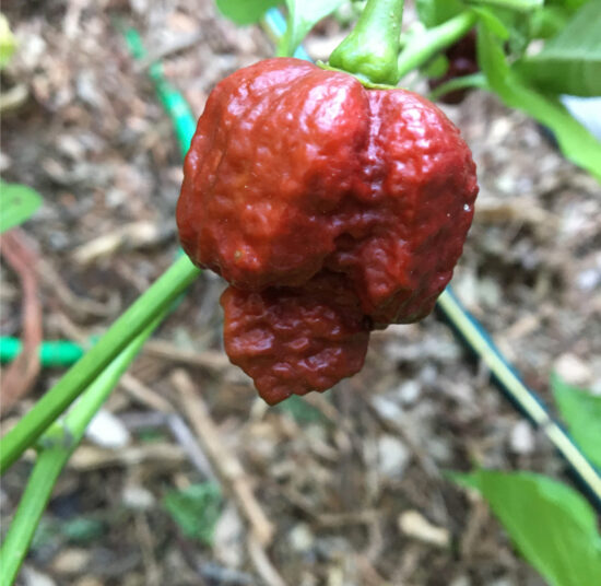 Chocolate Naga Brain