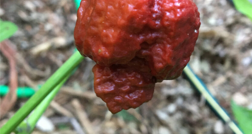 Chocolate Naga Brain chilli pods with wrinkled dark‑brown skin on a wooden surface