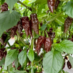 Chocolate Habanero