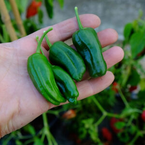 Padron