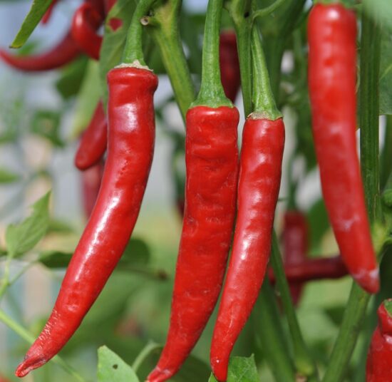 Red Cayenne