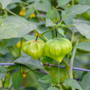 Tomatillo