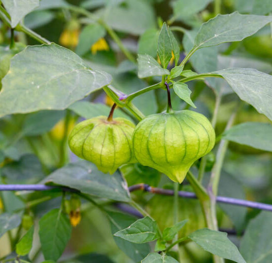 Tomatillo