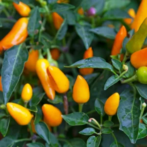 Aji Amarillo