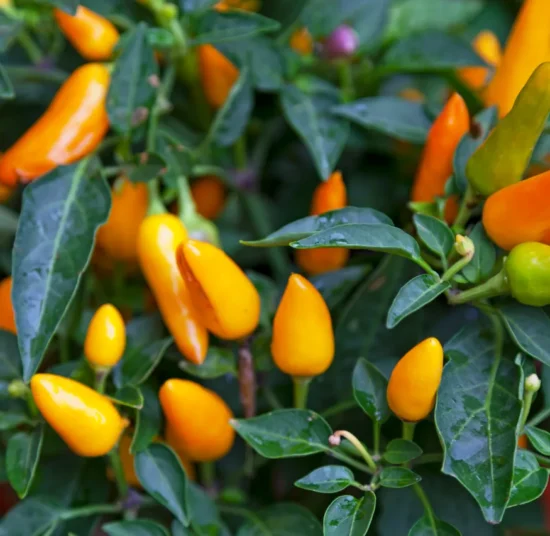 Aji Amarillo