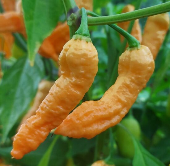 Bhut Jolokia (Ghost) - Peach