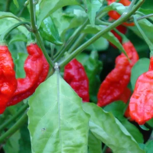 Bhut Jolokia (Ghost) - Red