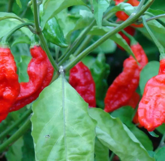 Bhut Jolokia (Ghost) - Red