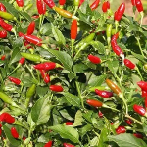 Bird's Eye Chillies