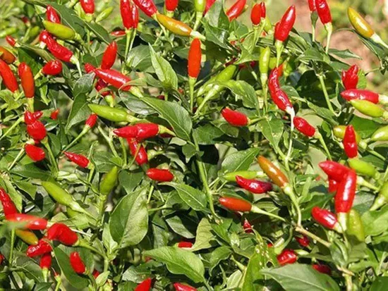 Bird's Eye Chillies
