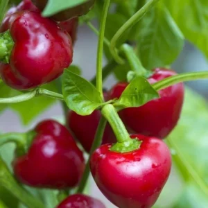 Cherry Bomb
