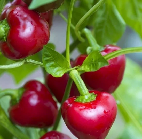 Cherry Bomb