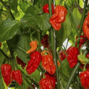 Fatalii