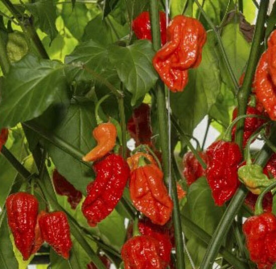 Fatalii