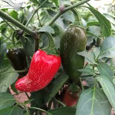 Jalapeno - Green/Red