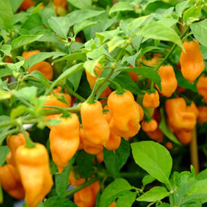 Habanero - Peach