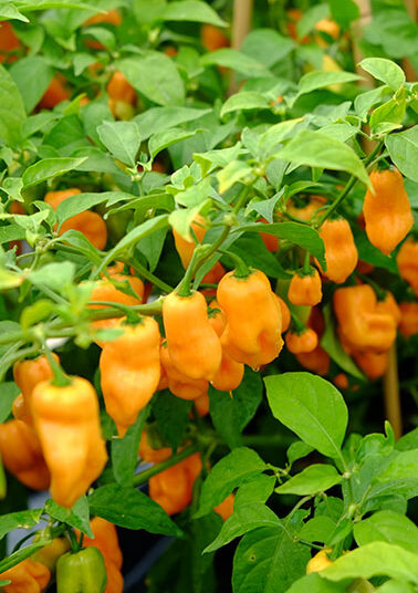 Habanero - Peach