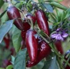 Jalapeno - Purple