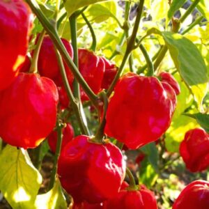 Habanero - Red