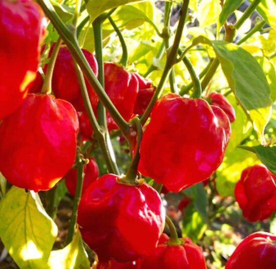 Habanero - Red