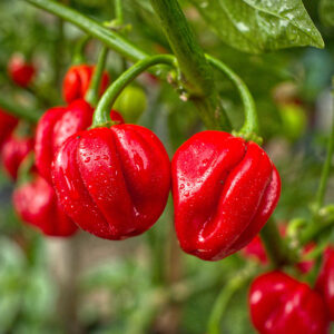 Scotch Bonnet