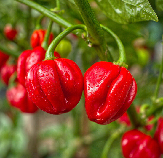 Scotch Bonnet