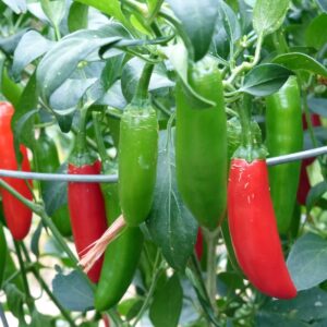Serrano
